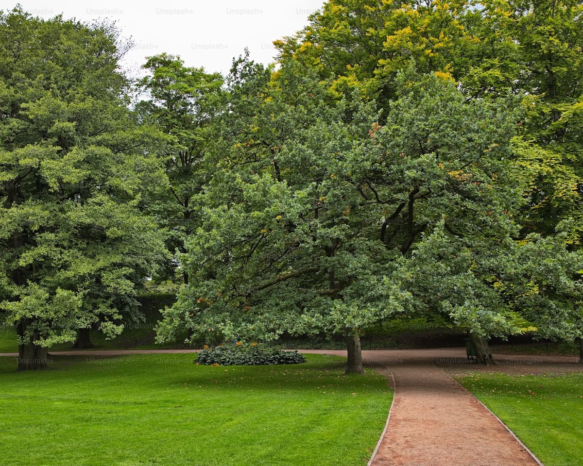 Mature trees on the Sterling Ridge common green
